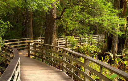 Audobon Corkscrew Swamp Sanctuary