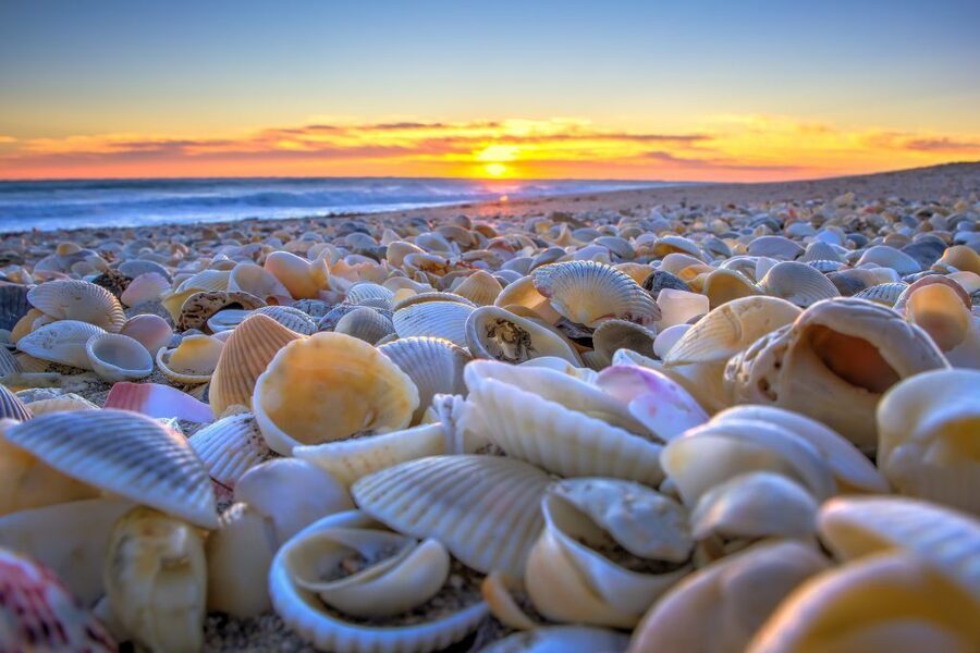 seashells-1